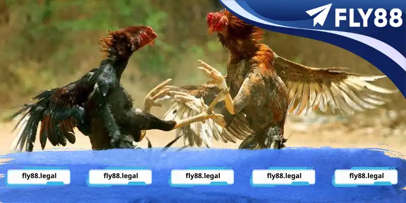 Đá gà đòn có gì mà thu hút nhiều người tham gia đến thế? Đá gà đòn có gì mà thu hút nhiều người tham gia đến thế?