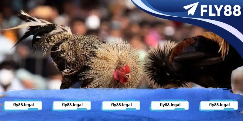 Khám phá khái quát về siêu phẩm trực tiếp đá gà C1 Khám phá khái quát về siêu phẩm trực tiếp đá gà C1