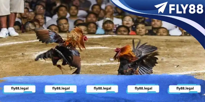 Tìm hiểu luật lệ đá gà cựa dao Tìm hiểu luật lệ đá gà cựa dao